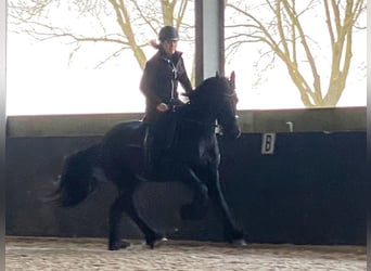 Friesian horses, Gelding, 8 years, 15.2 hh, Black