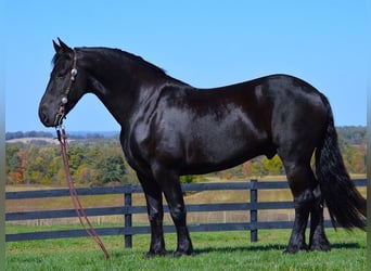 Friesian horses, Gelding, 8 years, 15.2 hh, Black