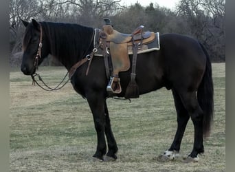 Friesian horses Mix, Gelding, 8 years, 15.2 hh, Black
