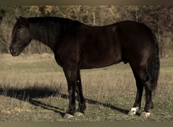 Friesian horses Mix, Gelding, 8 years, 15.2 hh, Black