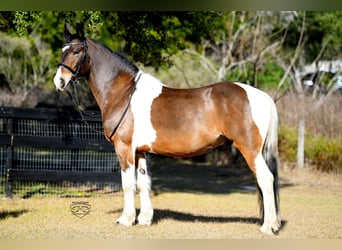 Friesian horses Mix, Gelding, 8 years, 15.2 hh, Pinto