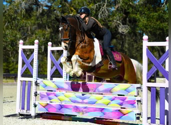 Friesian horses Mix, Gelding, 8 years, 15.2 hh, Pinto