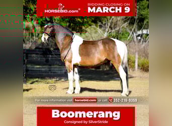 Friesian horses Mix, Gelding, 8 years, 15.2 hh, Pinto