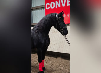 Friesian horses, Gelding, 8 years, 15,3 hh, Black