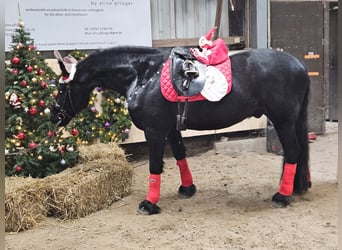 Friesian horses, Gelding, 8 years, 15,3 hh, Black