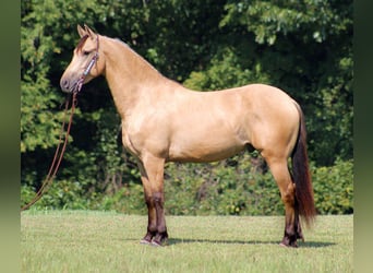 Friesian horses, Gelding, 8 years, 15,3 hh, Buckskin