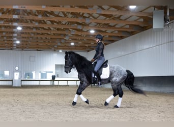 Friesian horses Mix, Gelding, 8 years, 15 hh, Roan-Blue