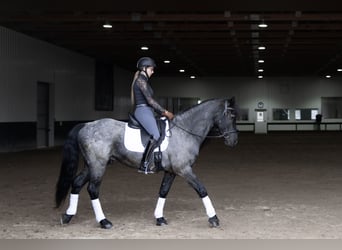 Friesian horses Mix, Gelding, 8 years, 15 hh, Roan-Blue