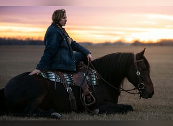 Friesian horses Mix, Gelding, 8 years, 15 hh