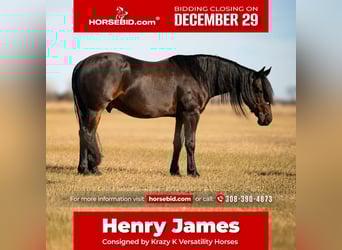 Friesian horses Mix, Gelding, 8 years, 15 hh