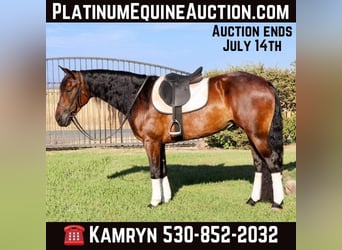 Friesian horses, Gelding, 8 years, 15,1 hh, Bay