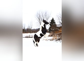 Friesian horses Mix, Gelding, 8 years, 15,1 hh, Pinto