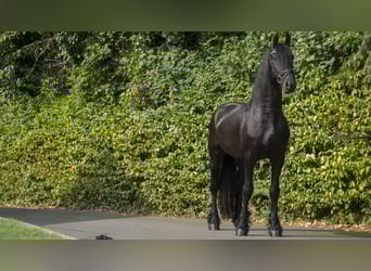 Friesian horses, Gelding, 8 years, 15,2 hh, Black