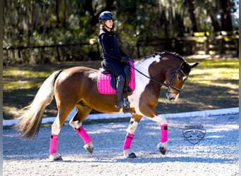 Friesian horses Mix, Gelding, 8 years, 15,2 hh, Pinto