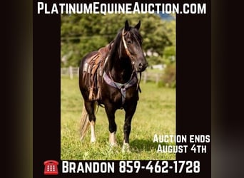 Friesian horses, Gelding, 8 years, 15,2 hh, Tobiano-all-colors