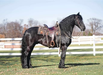 Friesian horses, Gelding, 8 years, 15,3 hh, Black