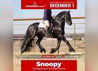 Friesian horses, Gelding, 8 years, 15,3 hh, Black