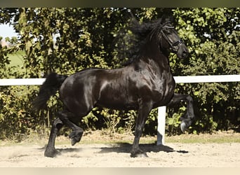 Friesian horses, Gelding, 8 years, 16,1 hh, Black