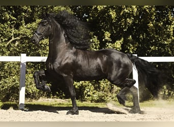 Friesian horses, Gelding, 8 years, 16,1 hh, Black