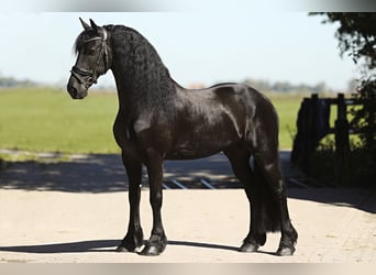 Friesian horses, Gelding, 8 years, 16,1 hh, Black