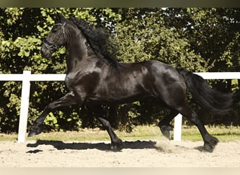 Friesian horses, Gelding, 8 years, 16,1 hh, Black