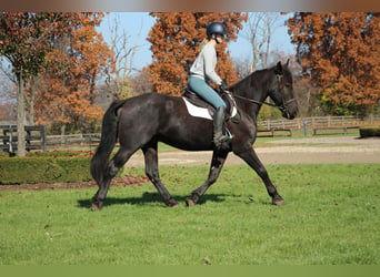 Friesian horses, Gelding, 8 years, 16,1 hh, Black