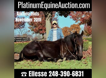 Friesian horses, Gelding, 8 years, 16,1 hh, Black