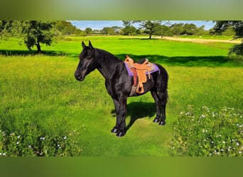 Friesian horses Mix, Gelding, 8 years, 16,1 hh, Black