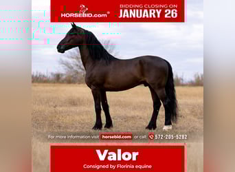 Friesian horses Mix, Gelding, 8 years, 16.2 hh, Black