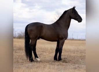 Friesian horses Mix, Gelding, 8 years, 16.2 hh, Black