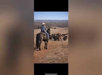 Friesian horses Mix, Gelding, 8 years, 16.2 hh, Black