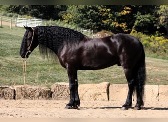 Friesian horses Mix, Gelding, 8 years, 16,3 hh, Black