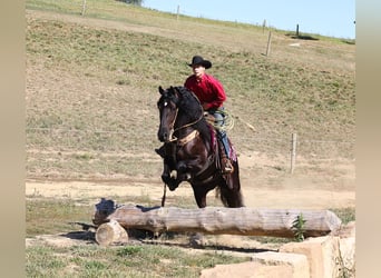 Friesian horses Mix, Gelding, 8 years, 16,3 hh, Black