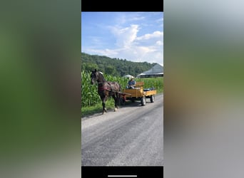 Friesian horses Mix, Gelding, 8 years, 16.3 hh, Black