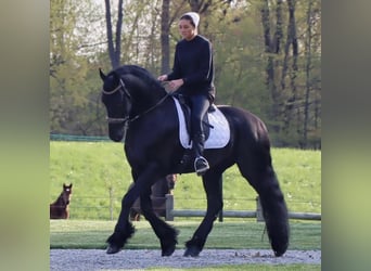 Friesian horses, Gelding, 8 years, 16.3 hh, Black