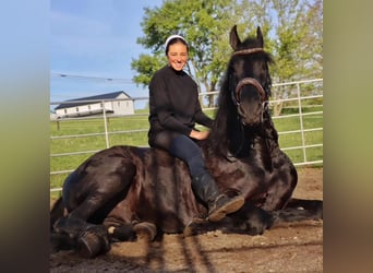 Friesian horses, Gelding, 8 years, 16.3 hh, Black
