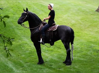 Friesian horses, Gelding, 8 years, 16.3 hh, Black