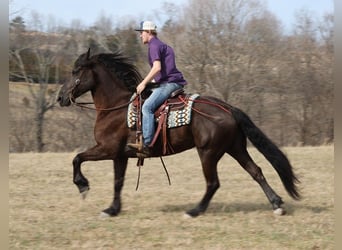 Friesian horses, Gelding, 8 years, 16 hh, Black