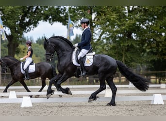 Friesian horses, Gelding, 8 years, 16 hh, Black