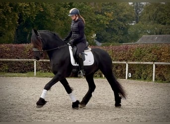 Friesian horses, Gelding, 8 years, 16 hh, Black
