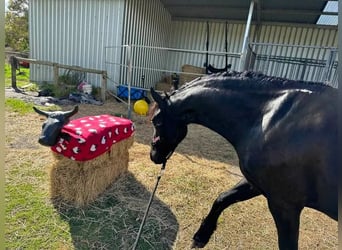 Friesian horses, Gelding, 8 years, 16 hh, Black