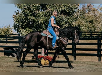 Friesian horses, Gelding, 8 years, 16 hh, Black