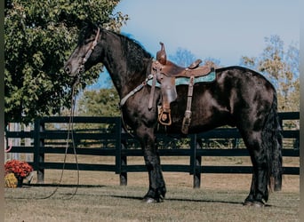 Friesian horses, Gelding, 8 years, 16 hh, Black