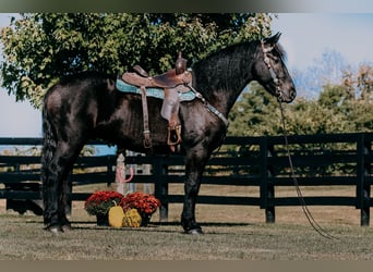 Friesian horses, Gelding, 8 years, 16 hh, Black