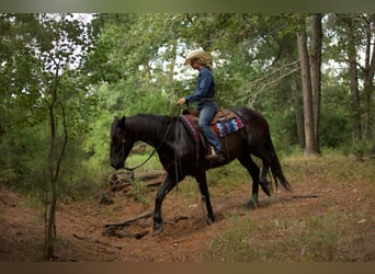 Friesian horses, Gelding, 8 years, 16 hh, Black