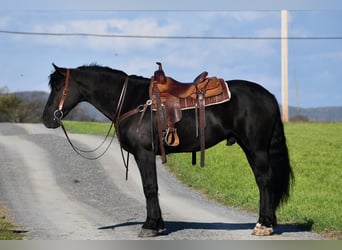 Friesian horses, Gelding, 8 years, 16 hh, Black