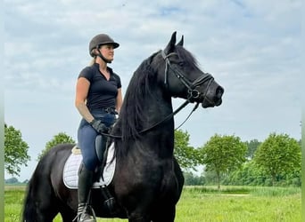 Friesian horses, Gelding, 8 years, 16 hh, Smoky-Black