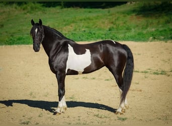 Friesian horses, Gelding, 8 years, 16 hh, Tobiano-all-colors