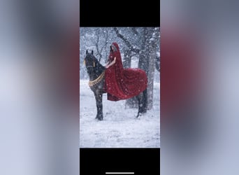 Friesian horses Mix, Gelding, 8 years, 16,2 hh, Black