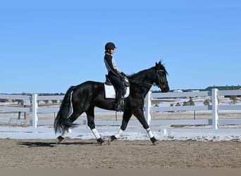 Friesian horses, Gelding, 8 years, 16,3 hh, Bay-Dark